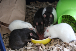 Rat Porridge