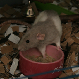 Rat Porridge