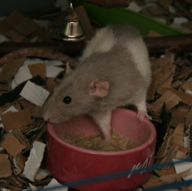 Rat Porridge (aanbieding)