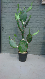 Fake Cactus 120cm