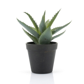 Agave plant 18x18x23 cm
