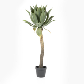 Agave op stam 122cm