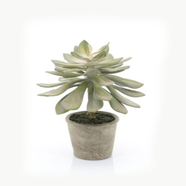 Plant-Succulent Echeveria 35cm