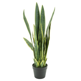 Plant Sansevieria 79cm