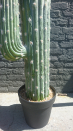 Fake Cactus 255cm