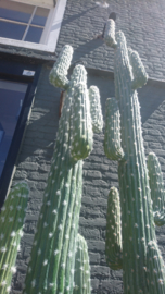 Fake Cactus 183cm