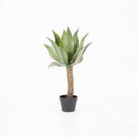 Plant - Agave op stam met pot 80cm