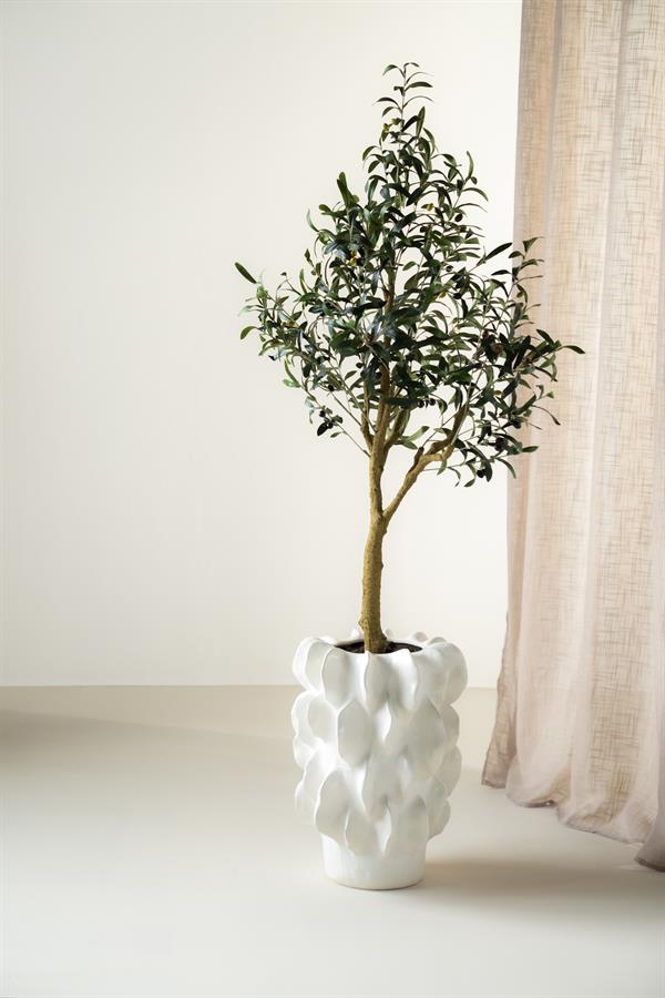 Olijfboom Charlotte - 150cm