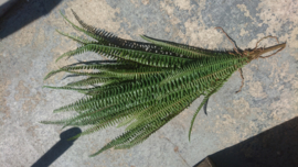 Fake plant 69cm