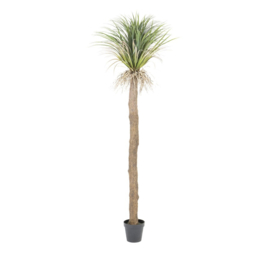 Agave Boom met pot 250cm