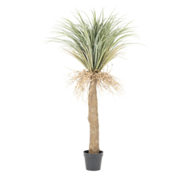 Yucca small met pot 102x137,5 cm