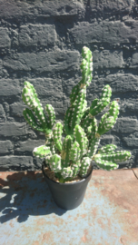 Fake Cactus 33cm