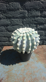 Fake Cactus 25,5cm