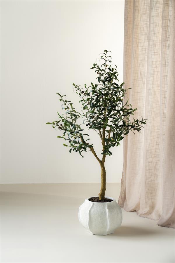 Olijfboom Charlotte - 150cm
