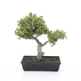 Plant - Bonsai in schaal 41cm