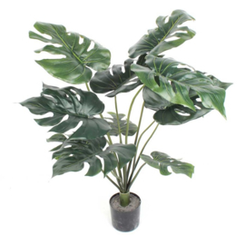 Philodendron Monstera 82 cm