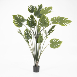 Plant - Philodendron Monstera 150cm