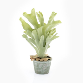 Plant - Hertshoorn 41cm