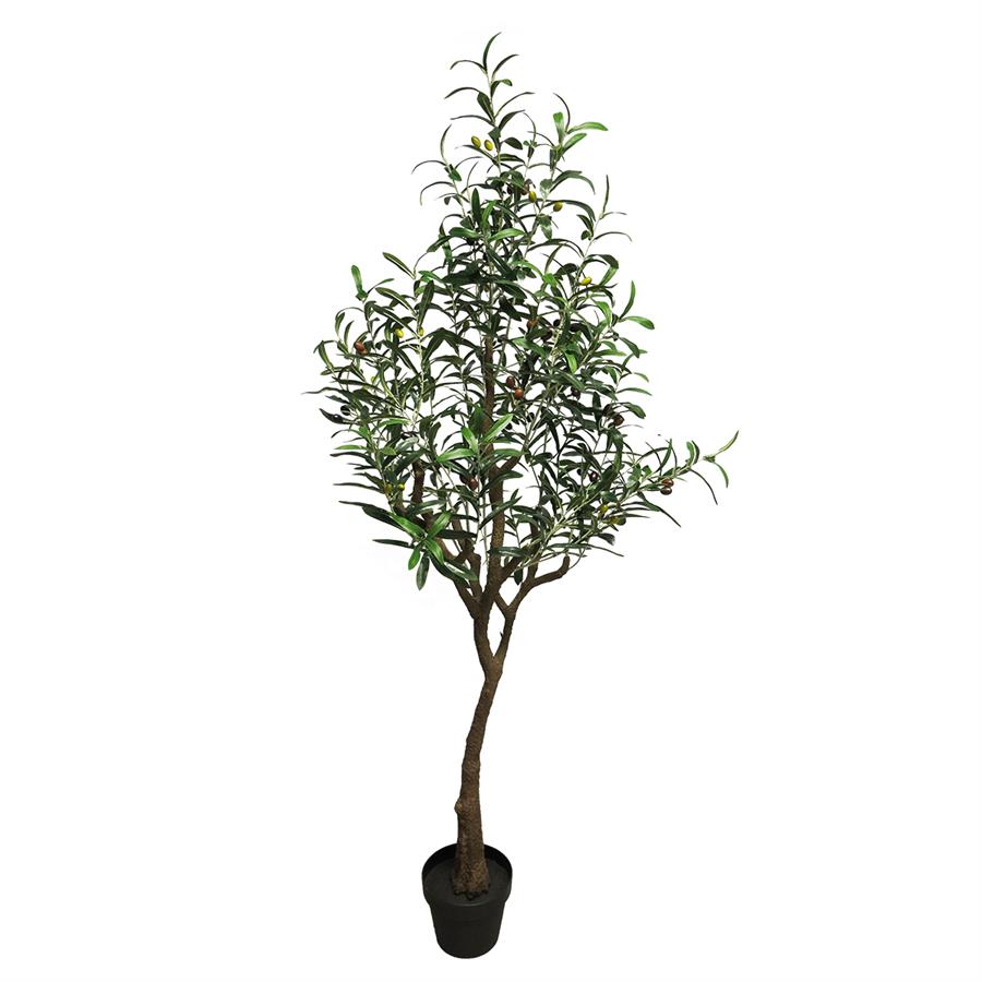 Olijfboom Charlotte - 150cm