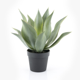 Plant - Agave 51cm