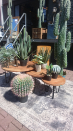 Fake Cactus 45,5cm