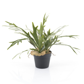 Plant - Hertshoorn 51cm