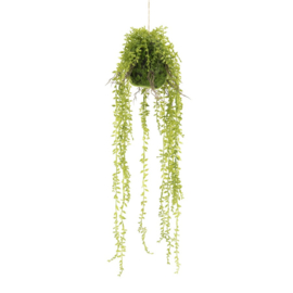 Plant - Hangplant - ficus 56cm
