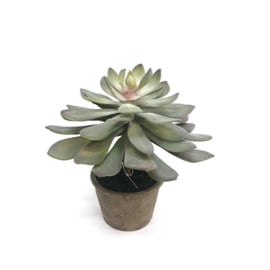 Succulent Echeveria 30,5 cm