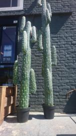 Fake Cactus 183cm