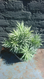 Fake plant 33cm