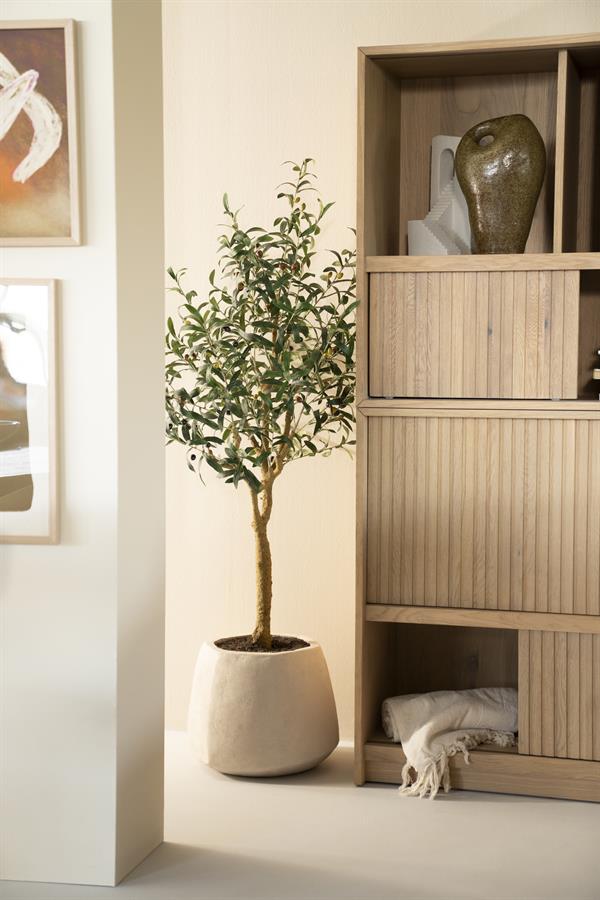 Olijfboom Charlotte - 150cm