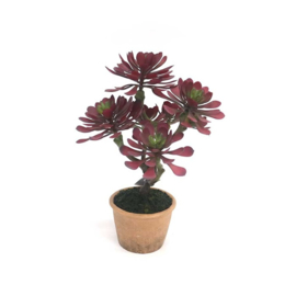 plant 39,5 cm