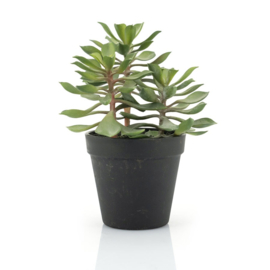 Plant - Succulent vetplant 22cm