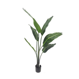 Strelitzia 122cm