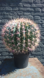 Fake Cactus 45,5cm