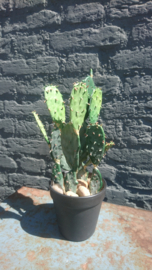 Fake Cactus 32cm