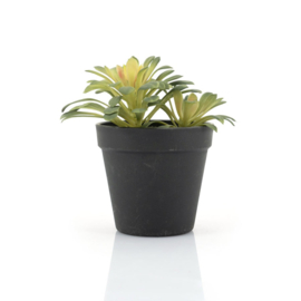 Plant - Succulent vetplant 17cm