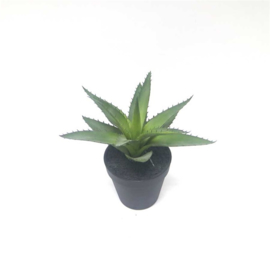 Agave plant 18x18x23 cm