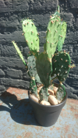 Fake Cactus 32cm