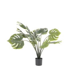 Plant - Philodendron Monstera 82cm