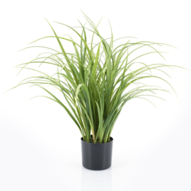 Plant - Gras  63,5cm