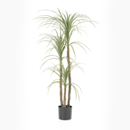 Plant - Yuka 3 stam 120cm