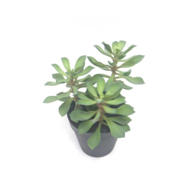 Succulent - 22 cm