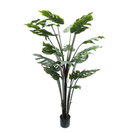 Philodendron Monstera 150cm