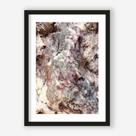 Art print "Stone Plants" incl. lijst