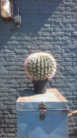 Fake Cactus 45,5cm