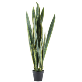 Plant Sansevieria 132cm