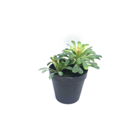 Succulent - 16,5 cm