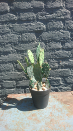 Fake Cactus 32cm