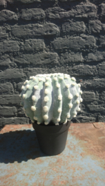 Fake Cactus 25,5cm